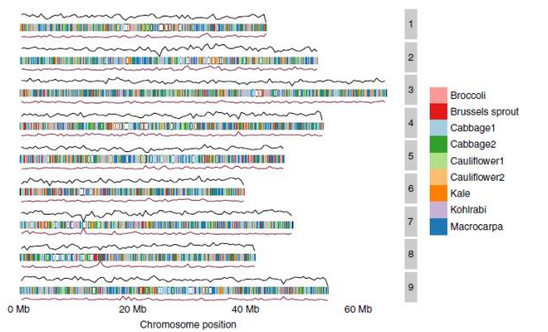 什么是泛基因组呢,泛基因组能做什么呢,泛基因