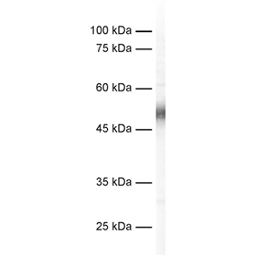 c-Fos抗體