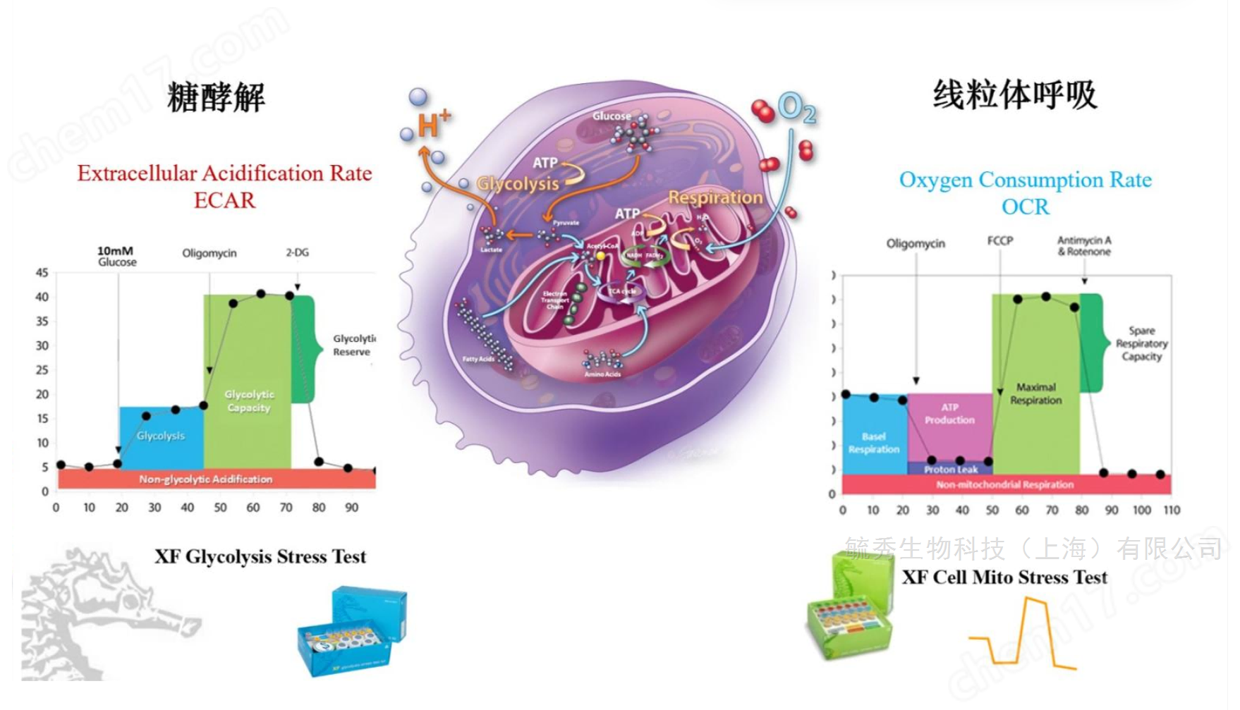 Seahorse Cell Energy Metabolism Detection Service