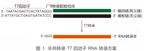 T7 High Yield RNA Synthesis Kit