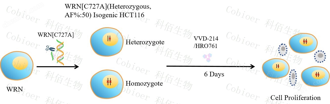 WRNC727A(Heterozygous,AF 50) Isogenic HCT116