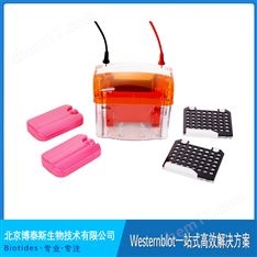Biotides博泰斯 MiniWB02 轉(zhuǎn)印槽 2塊膠