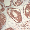 Bim (phospho-Ser77)  rabbit pAb