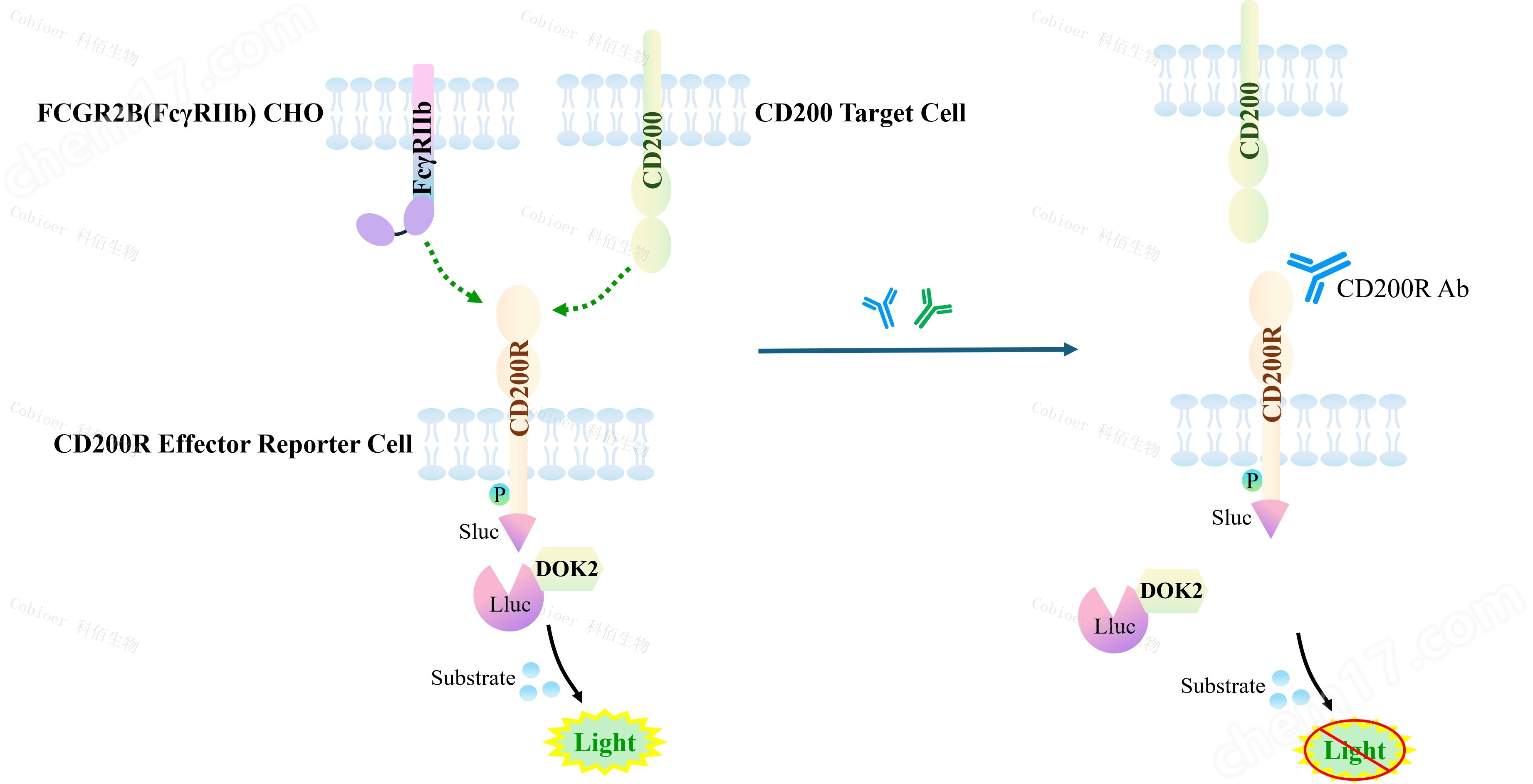 CD200R Effector Reporter cell