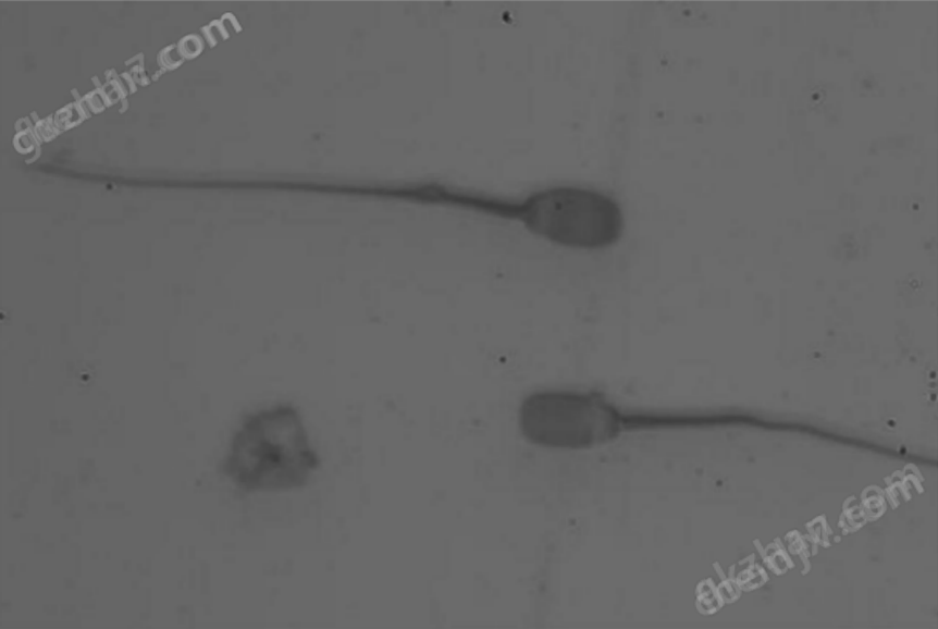 精子活力/形態(tài)分析系統(tǒng)