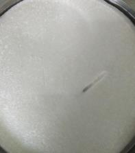 凍干預(yù)凍過程中的過冷、冰晶成核和生長