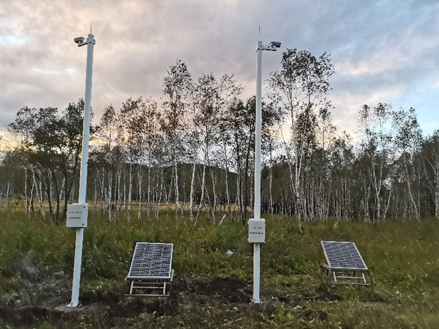 植物物候監測 植物物候監測