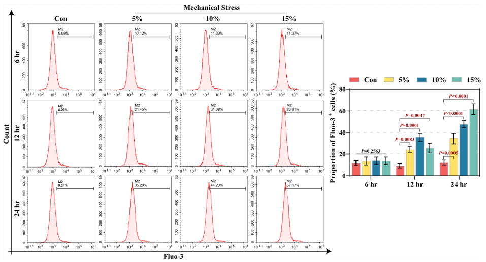 机械应力经激活BDKRB1-ERK轴促进钙内流和肺泡上皮细胞的生长