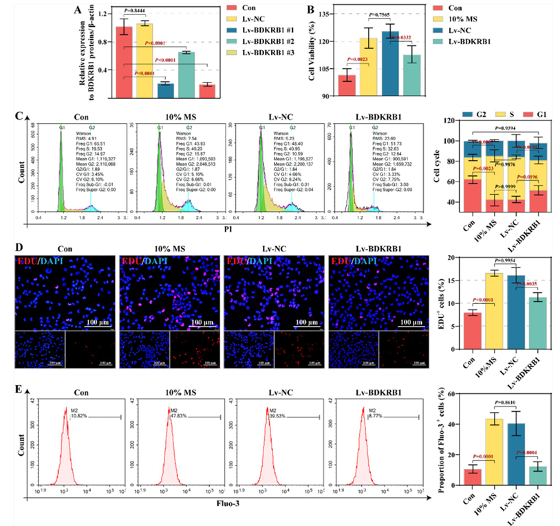 机械应力经激活BDKRB1-ERK轴促进钙内流和肺泡上皮细胞的生长