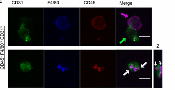 image.png 肝臟庫(kù)弗巨噬細(xì)胞流式檢測(cè)受到內(nèi)皮細(xì)胞干擾F4/80和CD31雙陽(yáng)