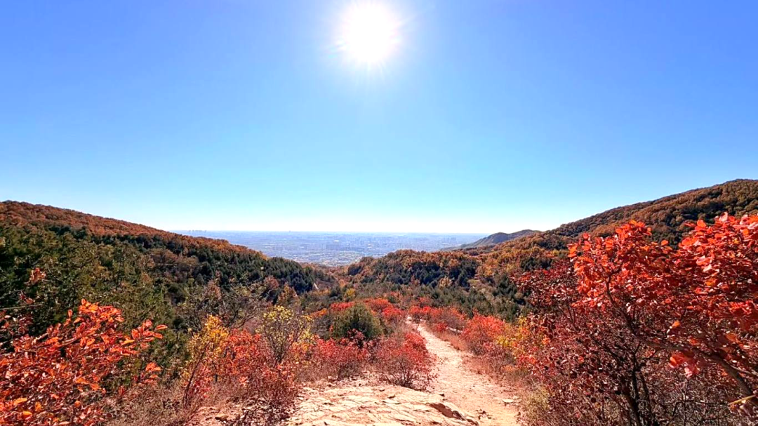 北京的秋天太美了|也是DLAB大龙仪器“自动化生产线