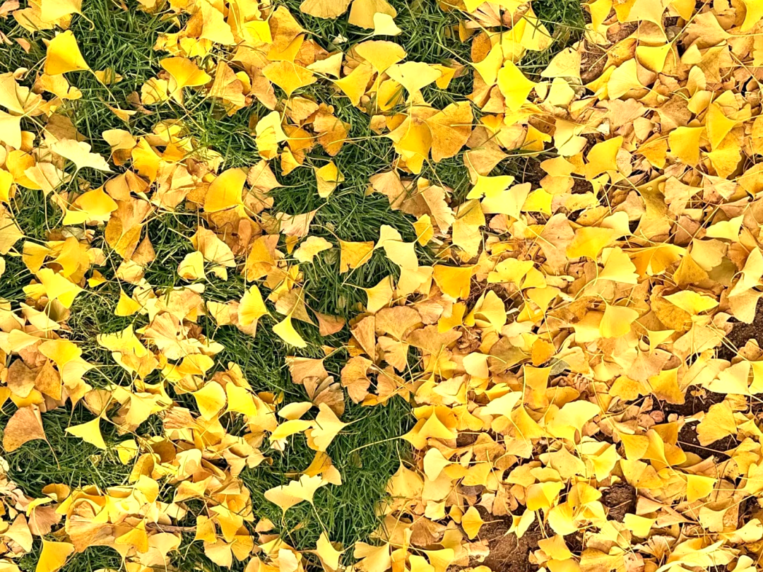 北京的秋天太美了|也是DLAB大龙仪器“自动化生产线