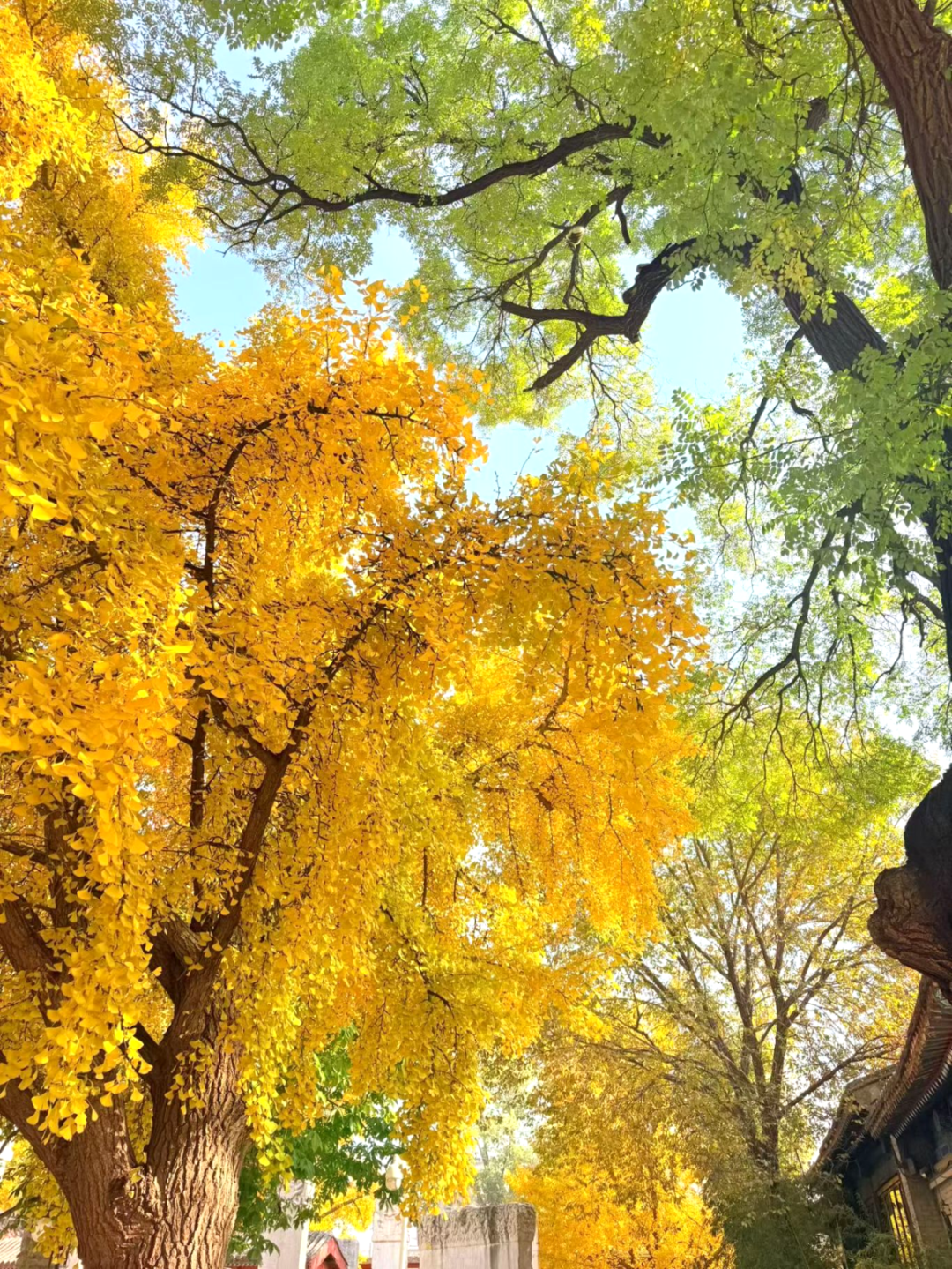 北京的秋天太美了|也是DLAB大龙仪器“自动化生产线