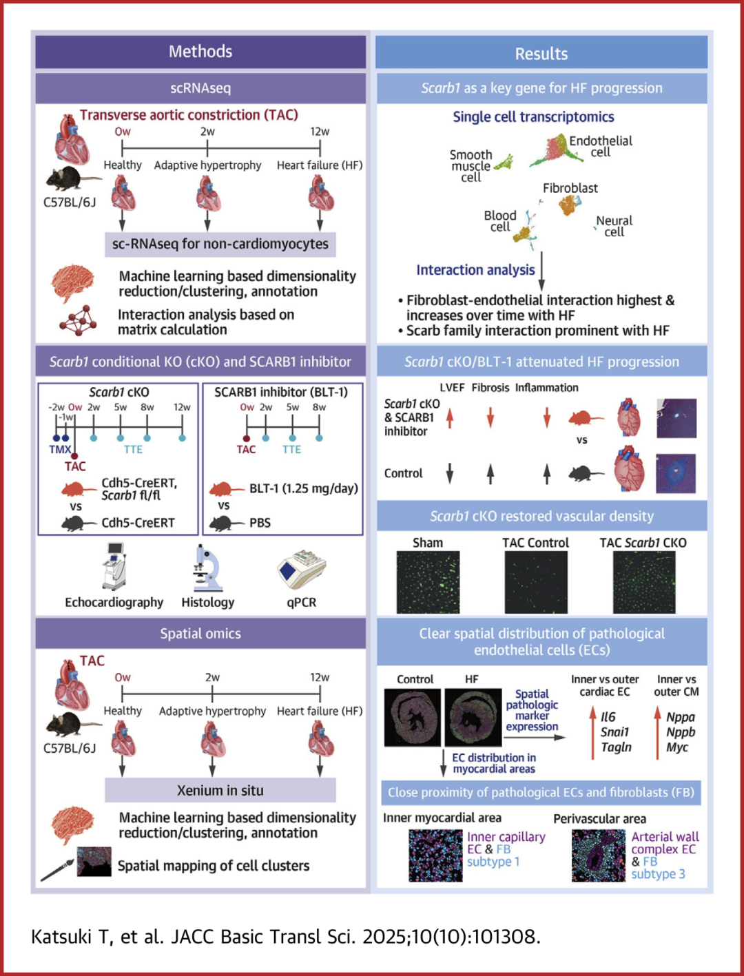 抑制内皮细胞 Scarb1 可减轻压力超负荷诱导的心力衰竭进展