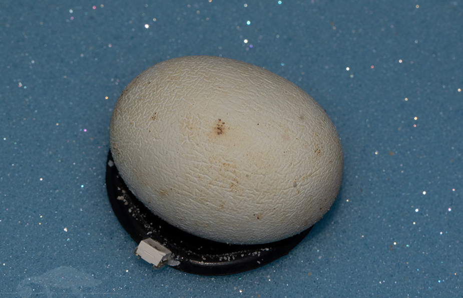 Avitronics Buddy Mk2卵监测仪在变色龙繁育中的应用与实操要点