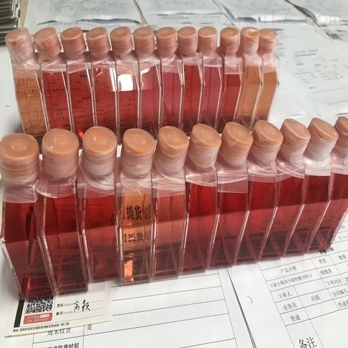 人皮膚成纖維細胞(HSF)