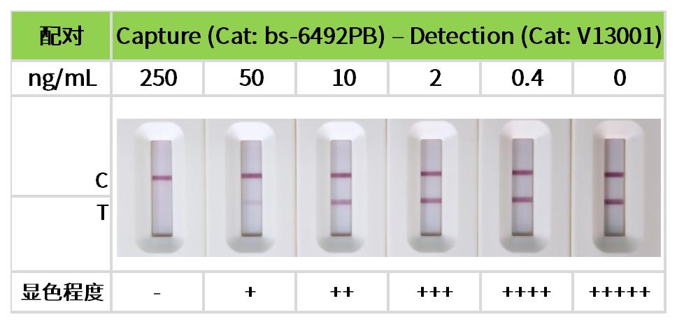 工作簿1_14.jpg 重點推薦 | 藥物小分子檢測相關配對抗體!