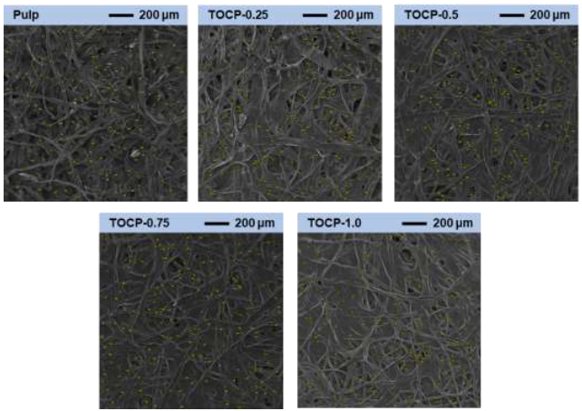 扫描电镜 | 低介电常数可调 TEMPO 氧化纤维素手抄纸用于高性能印刷电子基板