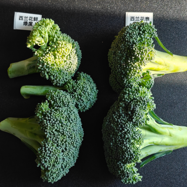 采集西兰花光谱数据