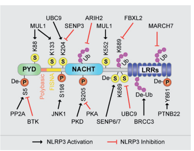 炎症小体研究:从固有免疫到适应性免疫-AdipoGen生命科学公司