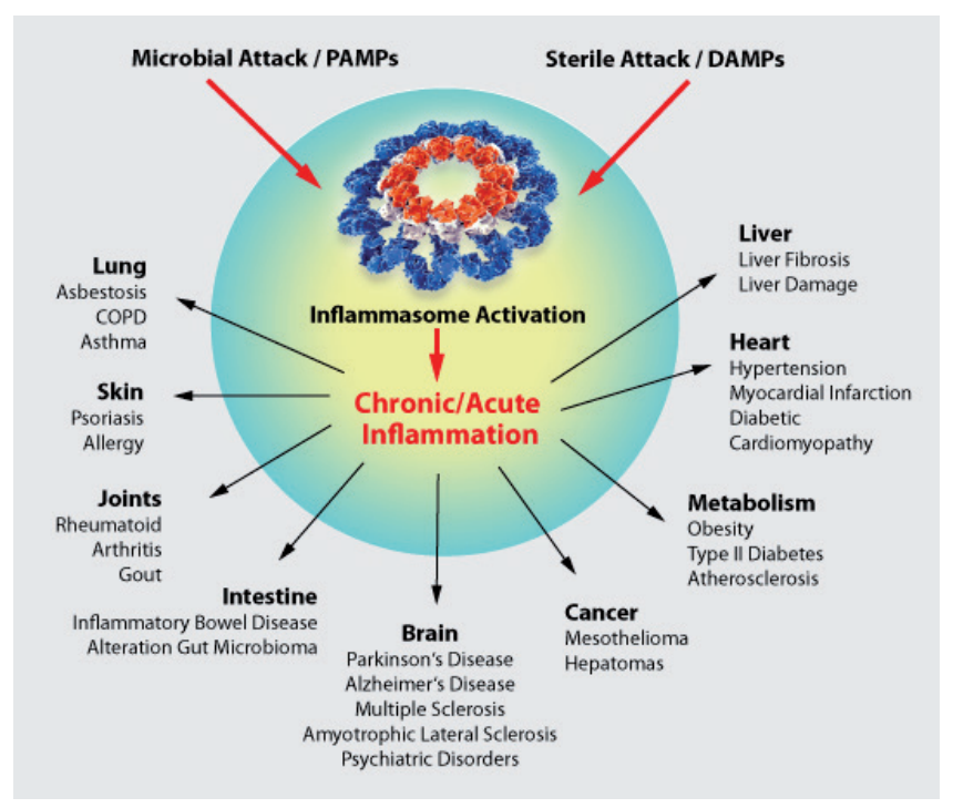 炎症小体研究：从固有免疫到适应性免疫-AdipoGen生命科学公司