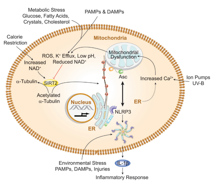 炎症小体研究:从固有免疫到适应性免疫-AdipoGen生命科学公司