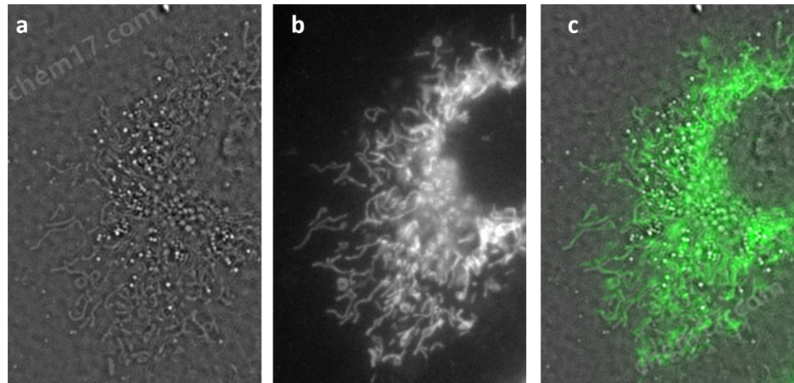 3.png 超分辨熒光-傅里葉無(wú)標(biāo)記顯微鏡