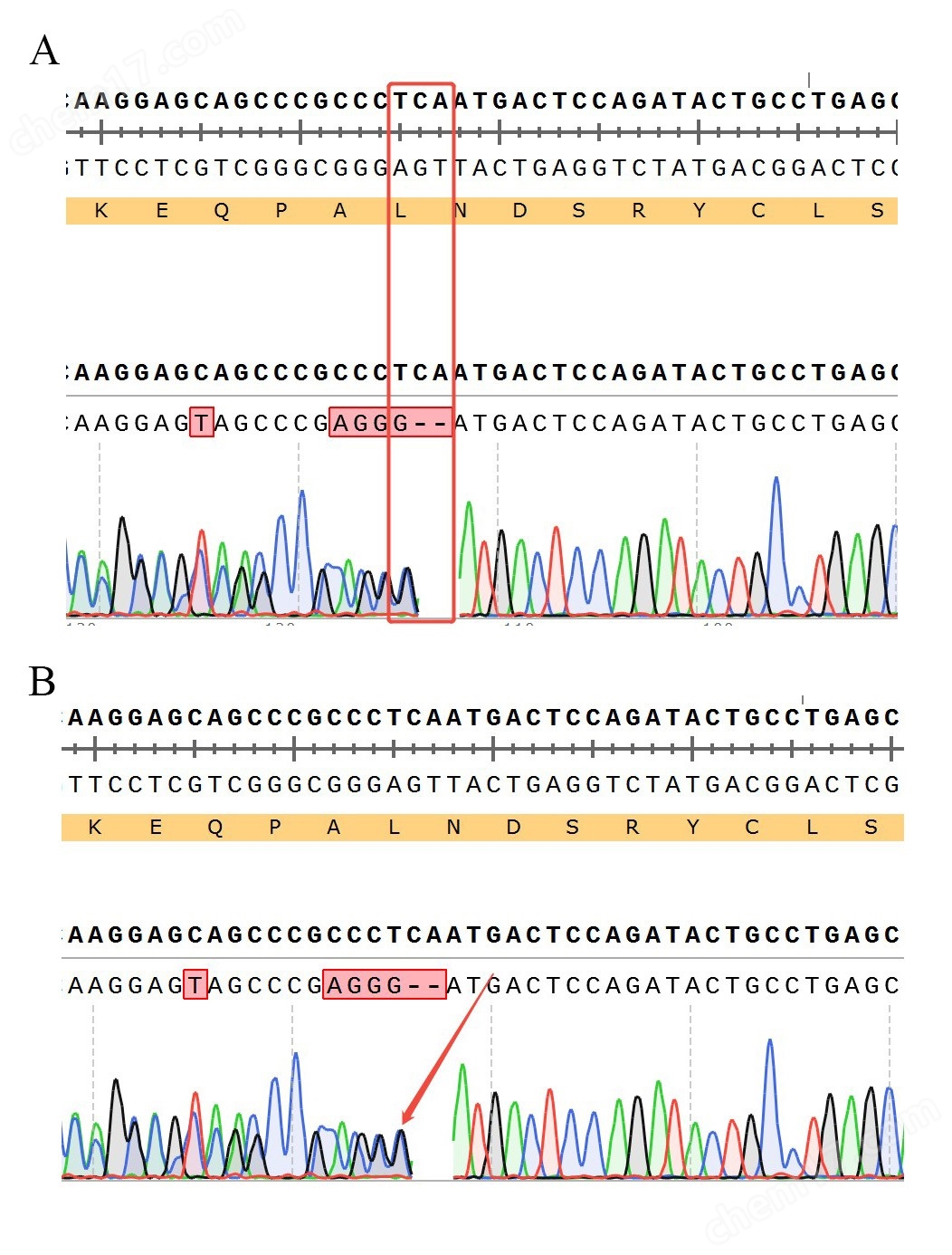 测序-74467-34合.jpg TCRαβ KO NFAT-Luc Jurkat