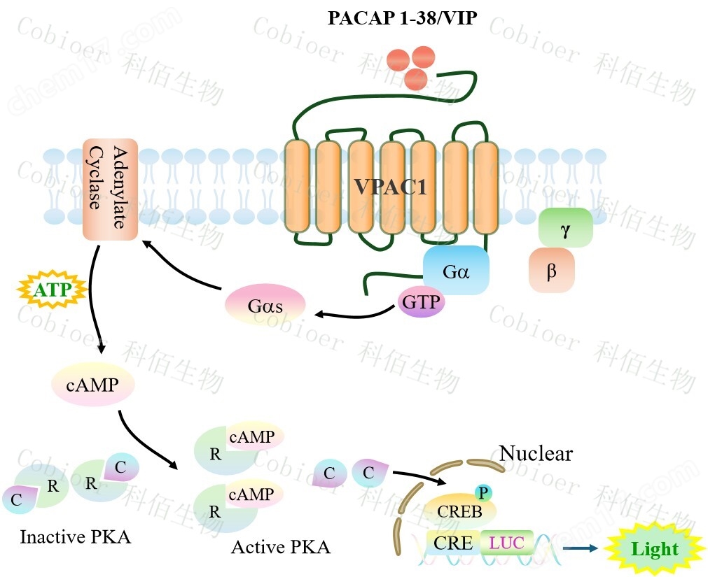 VPAC1/CRE-Luc/HEK293