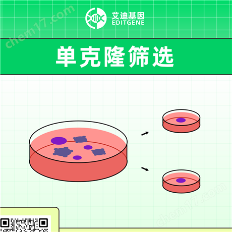 單克隆篩選