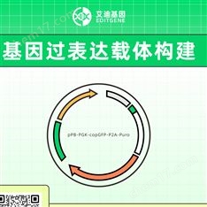 基因過表達載體構建