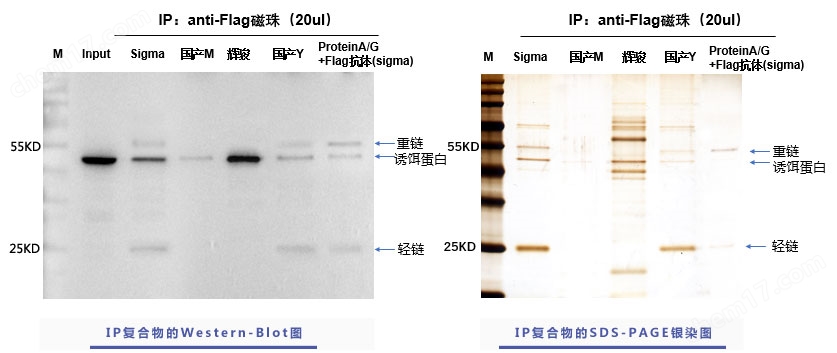 flag磁珠 無抗體輕重鏈污染 輝駿生物